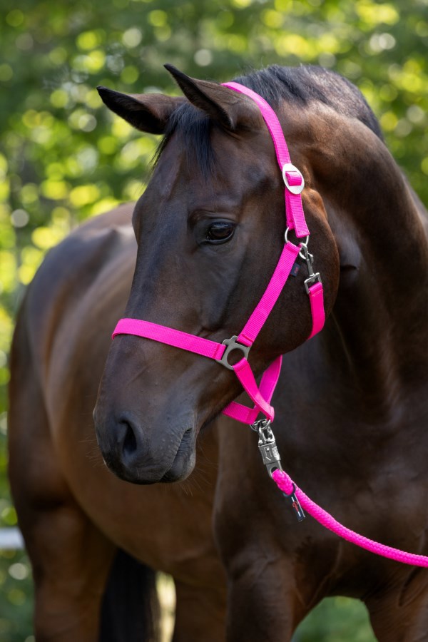 Load image into Gallery viewer, Abi producten hippo halster roze 0 shetland