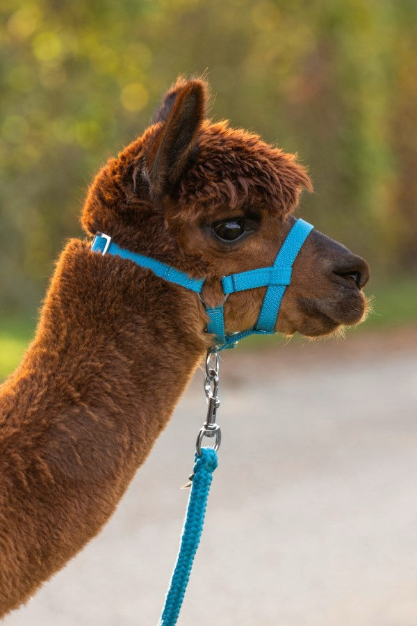 Load image into Gallery viewer, Alpaca halster blauw 2