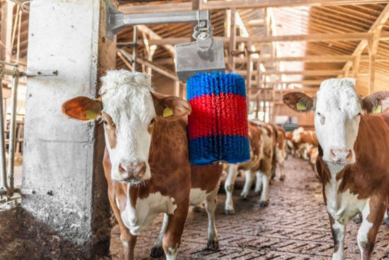 Load image into Gallery viewer, Happycow koeborstel midiswing
