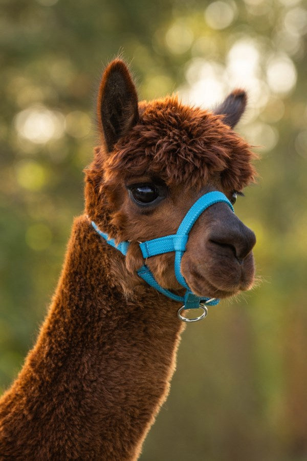 Load image into Gallery viewer, Alpaca halster blauw 2