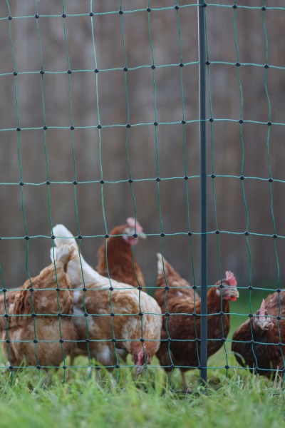 Load image into Gallery viewer, Ako producten poultrynet premium niet elektrificeerbaar 50m dubbpen