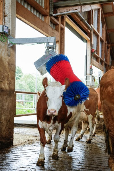 Load image into Gallery viewer, Happycow koeborstel maxiswing