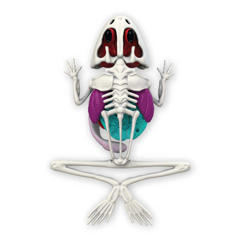 Afbeelding laden in galerijviewer, Joker slimy lab dissect-it - ontleed een kikker