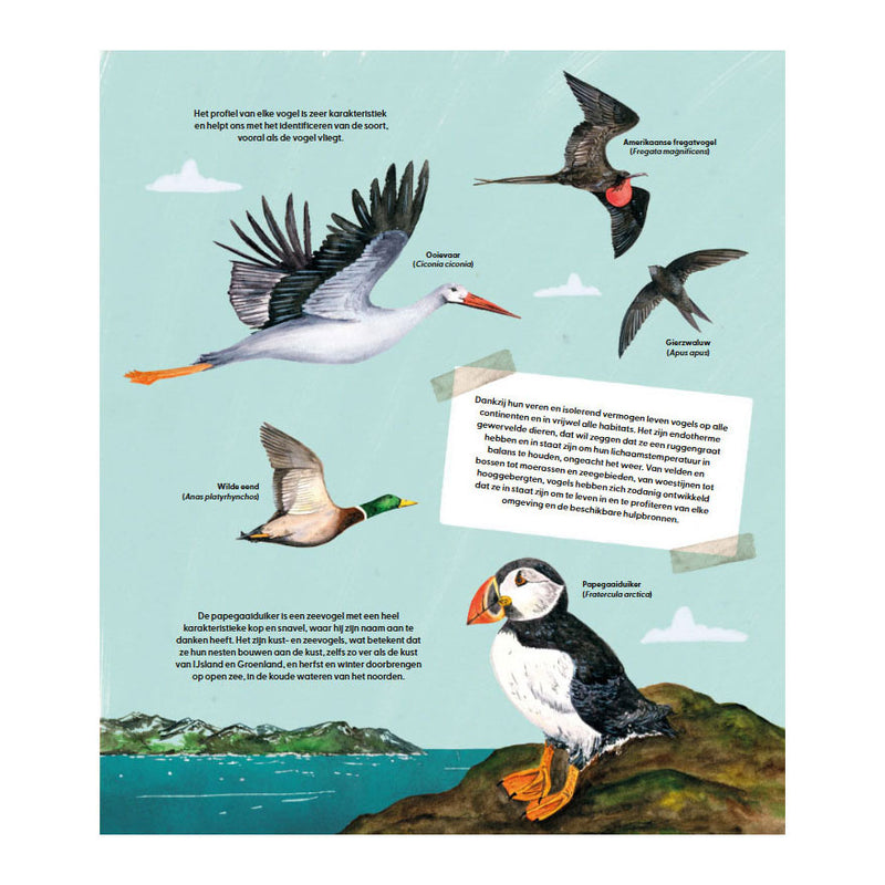 Afbeelding laden in galerijviewer, Deltas de wondere wereld van vogels