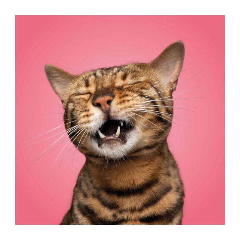 Afbeelding laden in galerijviewer, Deltas match the cats! - memospel