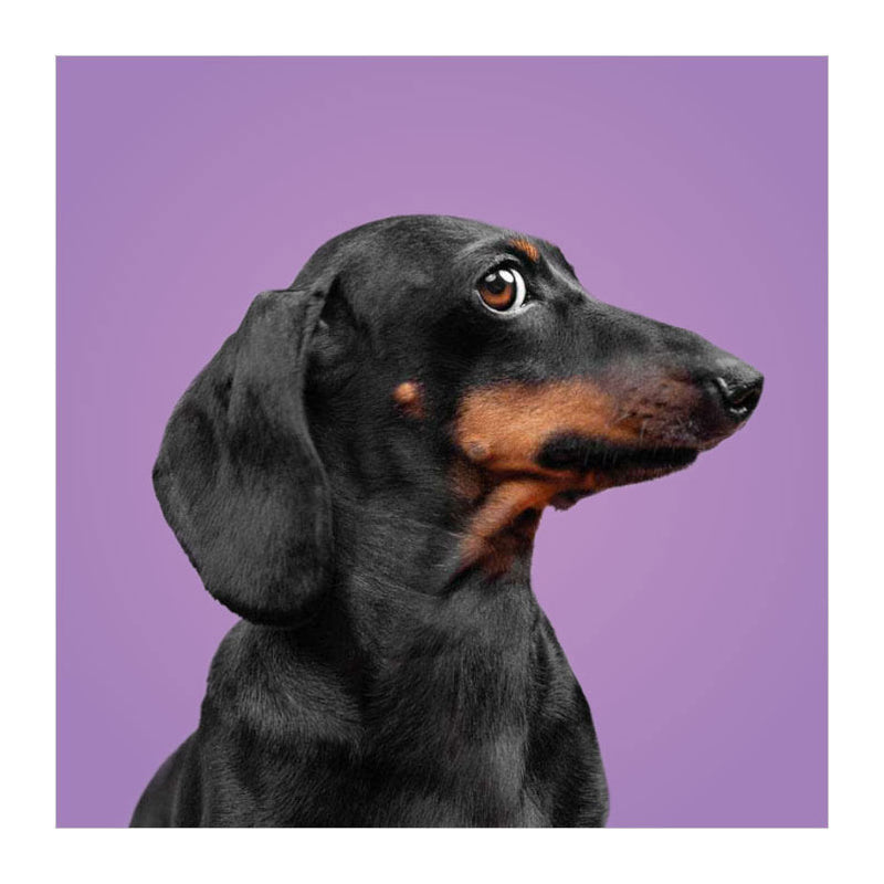 Chargez l'image dans la visionneuse de la galerie, Deltas match the dogs! - memospel