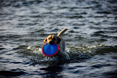 Load image into Gallery viewer, Chuckit paraflight