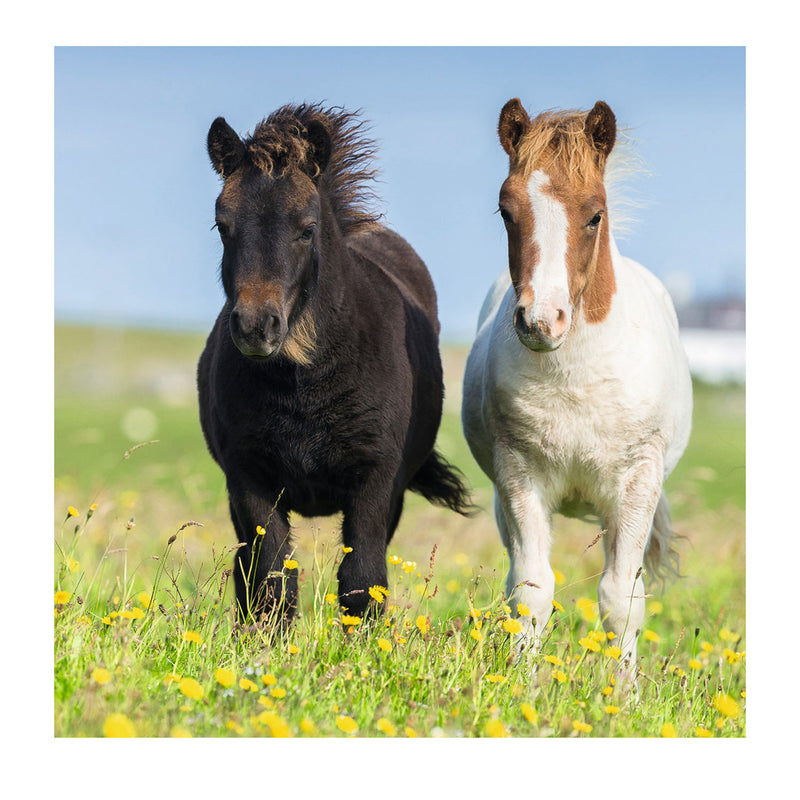 Afbeelding laden in galerijviewer, Ravensburger puzzel schattige pony's - 3x49 stukjes - kinderpuzzel