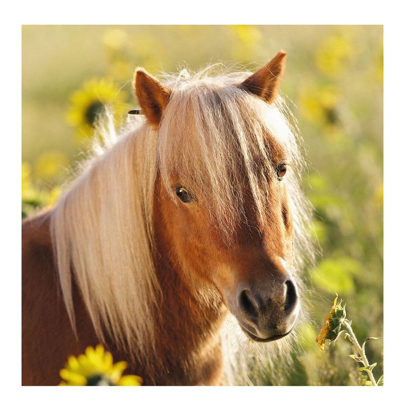 Afbeelding laden in galerijviewer, Ravensburger puzzel schattige pony's - 3x49 stukjes - kinderpuzzel