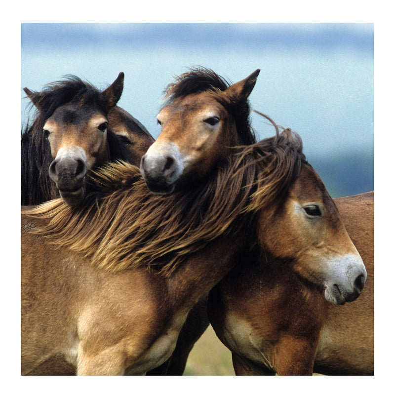 Afbeelding laden in galerijviewer, Ravensburger puzzel schattige pony's - 3x49 stukjes - kinderpuzzel