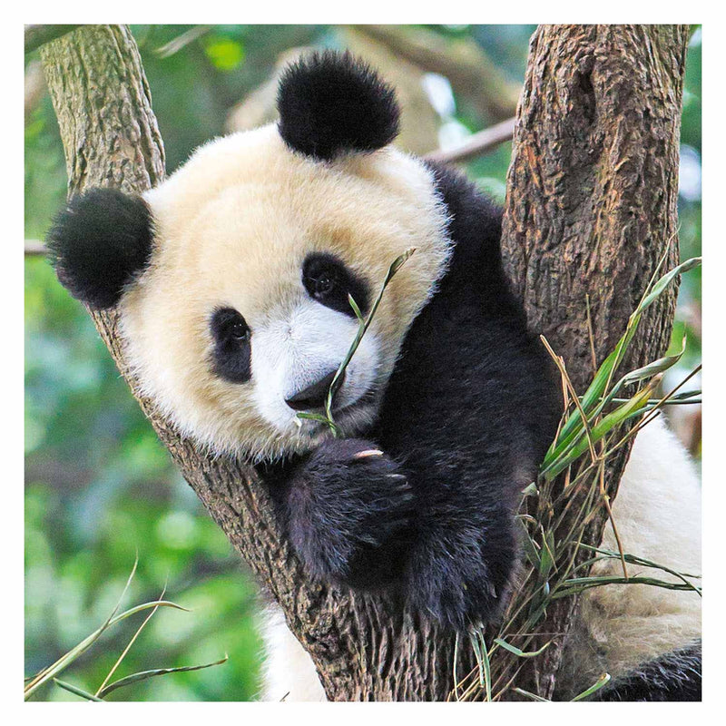 Load image into Gallery viewer, Ravensburger puzzel panda, tijger en leeuw, 3x49st.