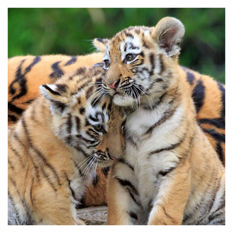 Load image into Gallery viewer, Ravensburger - Puzzel Panda Tijger en Leeuw 3x49st.