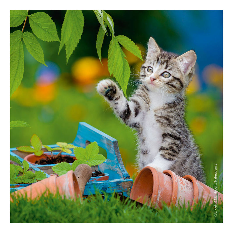 Afbeelding laden in galerijviewer, Ravensburger puzzel katten - 3x49 stukjes - kinderpuzzel