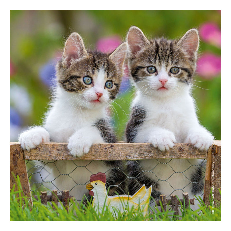 Afbeelding laden in galerijviewer, Ravensburger puzzel katten - 3x49 stukjes - kinderpuzzel