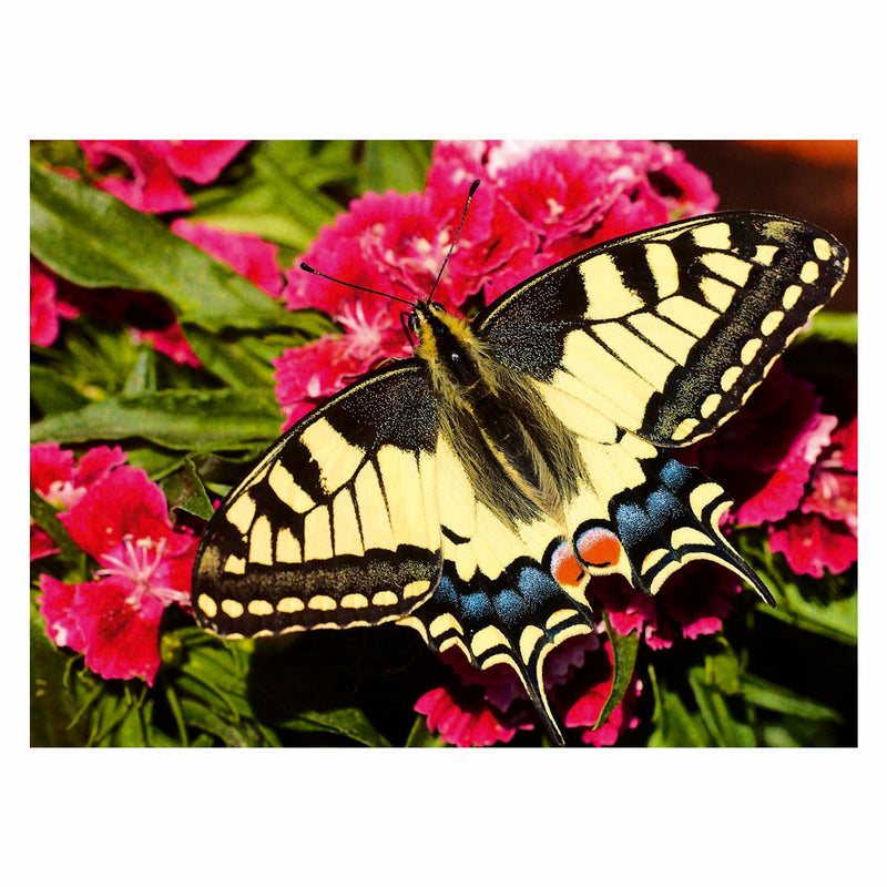 ギャラリービューアに画像をロードする, Ravensburger legpuzzel colorful animals vlinder, 500st.