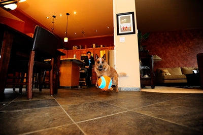 Load image into Gallery viewer, Chuckit indoor ball