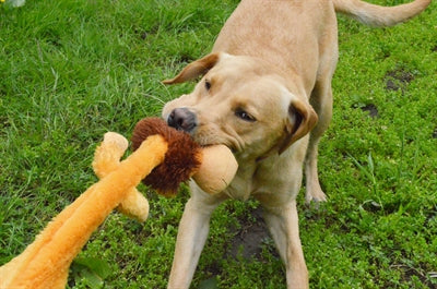 Load image into Gallery viewer, Happy pet wild crinkler leeuw