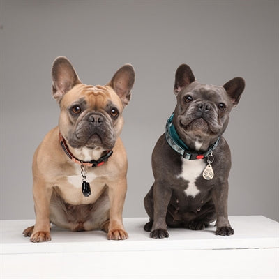 Load image into Gallery viewer, Tickless Teek en vlo afweer voor hond en kat zwart