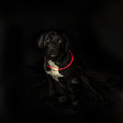Load image into Gallery viewer, Trixie lichtgevende halsband usb flash light oplaadbaar tpu rood