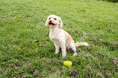 Load image into Gallery viewer, Happy pet grrrelli soft tugger geel