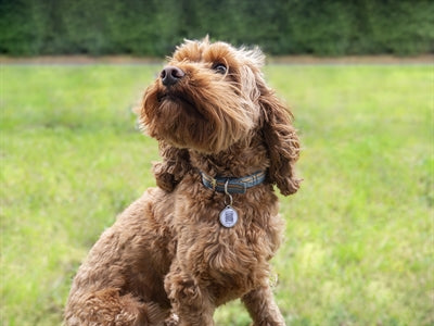 Load image into Gallery viewer, Fetch tag Smart pet tag
