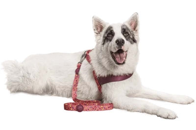 Load image into Gallery viewer, Morso hondenriem gerecycled pink think roze