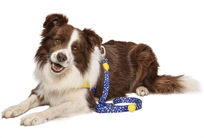 Load image into Gallery viewer, Morso hondenriem gerecycled color invaders paars