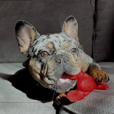 Load image into Gallery viewer, Nylabone extreme chew lobster filet mignonsmaak