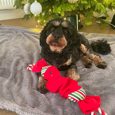Load image into Gallery viewer, Happy pet top n tail ropee christmas cracker rood