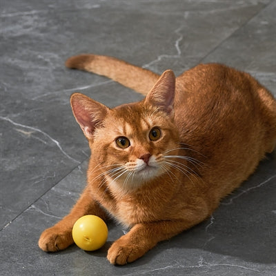 Laden Sie das Bild in Galerie -Viewer, Eti dynamische speelbal kat assorti