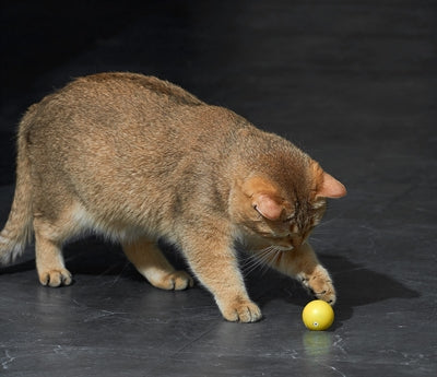 Laden Sie das Bild in Galerie -Viewer, Eti dynamische speelbal kat assorti