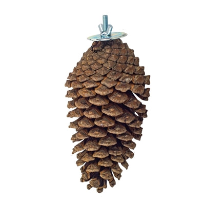 Laden Sie das Bild in Galerie -Viewer, Back zoo nature foraging pine cone