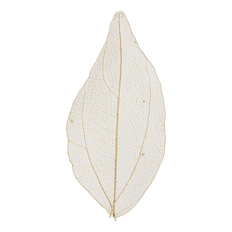 ギャラリービューアに画像をロードする, Creativ company https: www.cchobby.nl skeleton-leaves-l-4-5-8-cm-naturel-20-stuk-1-doos