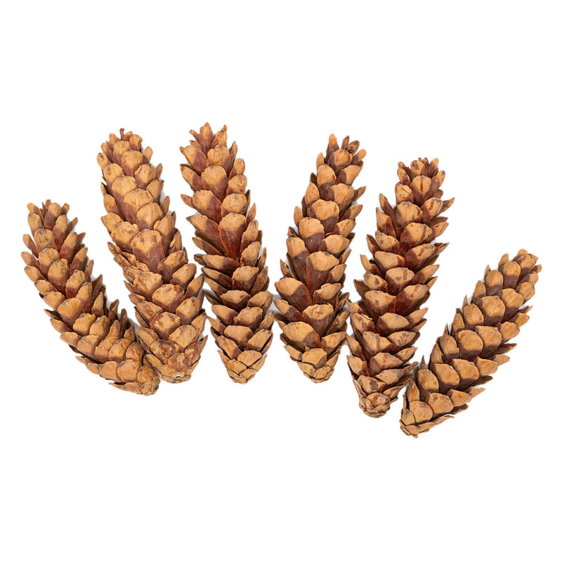 Load image into Gallery viewer, Colorations - natuurlijke strobuskegels, 6st.