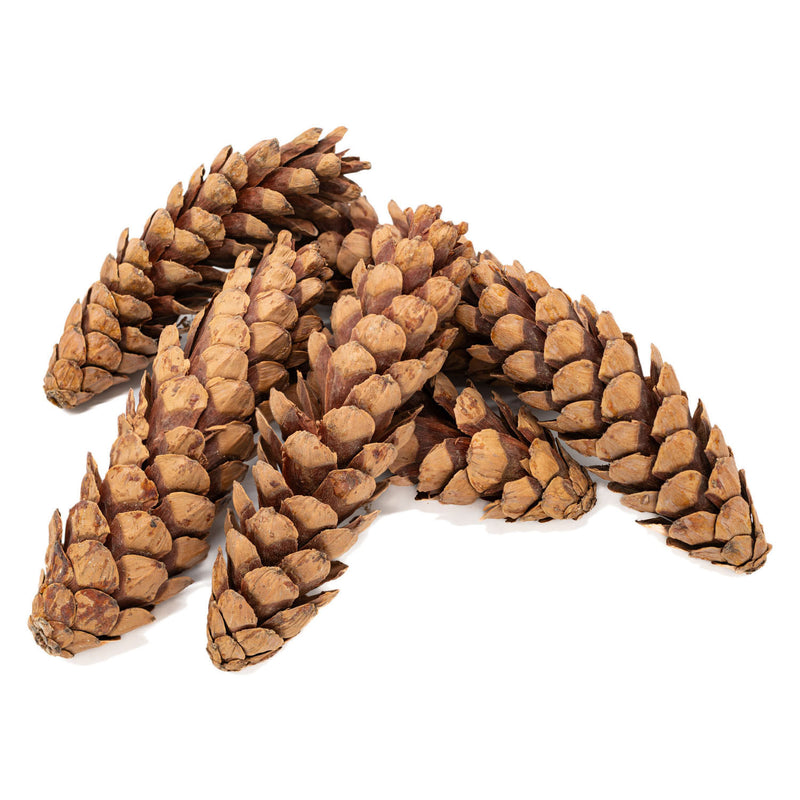 Load image into Gallery viewer, Colorations - natuurlijke strobuskegels, 6st.
