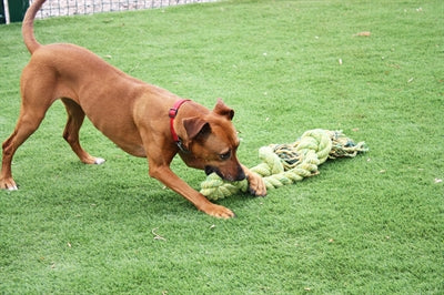 Load image into Gallery viewer, Happy pet king size tug flostouw
