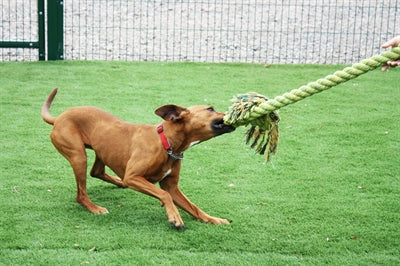 Load image into Gallery viewer, Happy pet king size tug flostouw