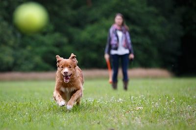 Load image into Gallery viewer, Happy pet fling n fetch werpstok assorti