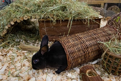 Load image into Gallery viewer, Happy pet wilgen tunnel