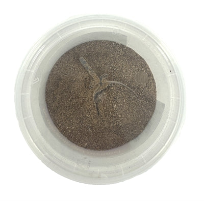 Load image into Gallery viewer, Dierendrogist Groenlipmossel extract veterinair