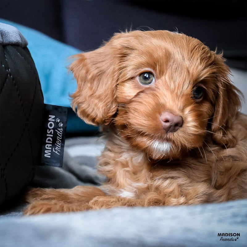 Load image into Gallery viewer, Madison hondenmand velvet 80x67x22 cm grijs