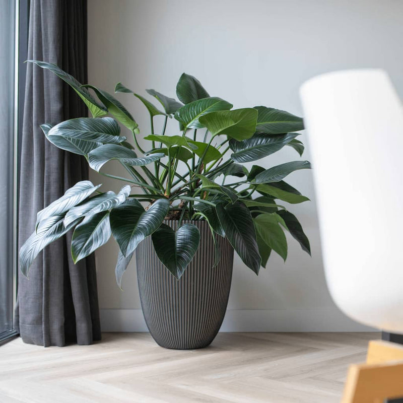 Load image into Gallery viewer, Capi bloempot groove elegant 34x46 cm antracietkleurig