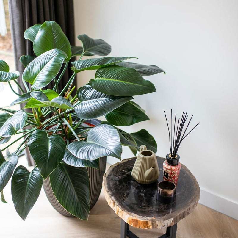 Load image into Gallery viewer, Capi bloempot groove elegant 46x58 cm antracietkleurig