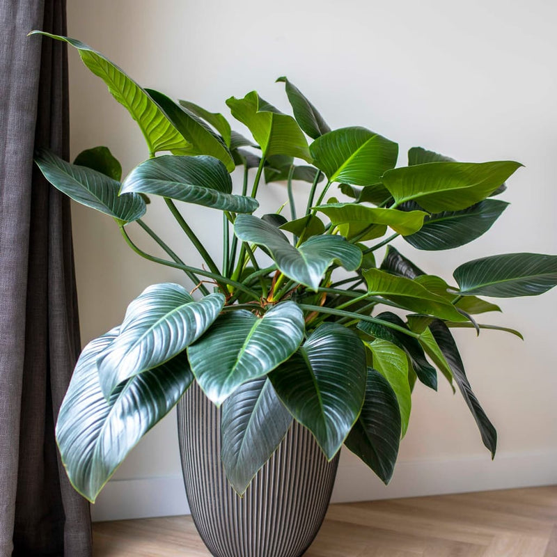 Load image into Gallery viewer, Capi bloempot groove elegant 46x58 cm antracietkleurig