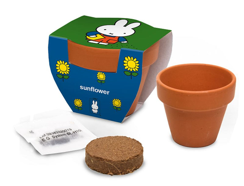 Afbeelding laden in galerijviewer, Nijntje terracota pot zonnebloem.