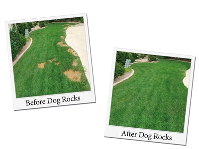 Load image into Gallery viewer, Dog rocks Dog rocks