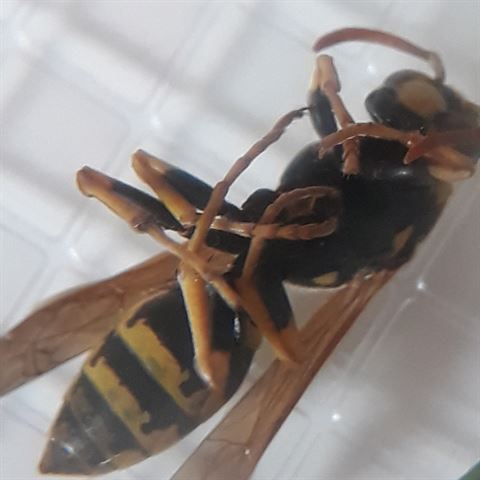 Load image into Gallery viewer, Byomic Bekerloep BYO-BK0245 2x45mm