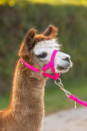 Producten alpaca halster roze