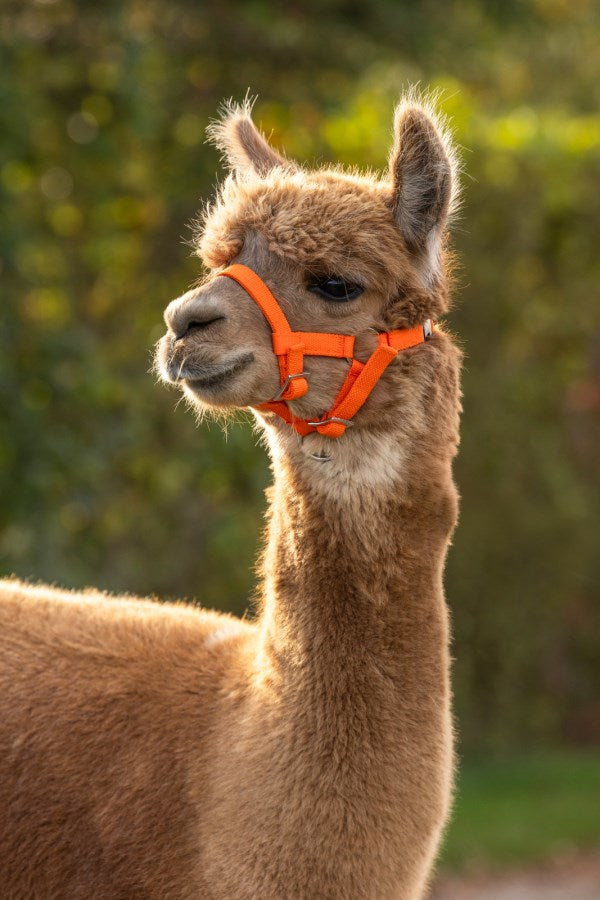 Load image into Gallery viewer, Alpaca halster oranje
