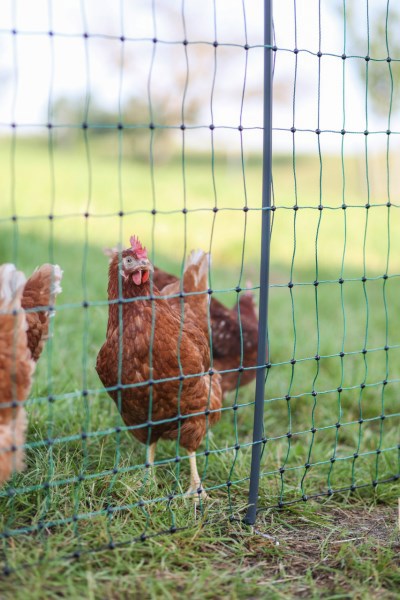 Load image into Gallery viewer, Ako producten poultrynet premium wel elektrificeerbaar 50m 2
